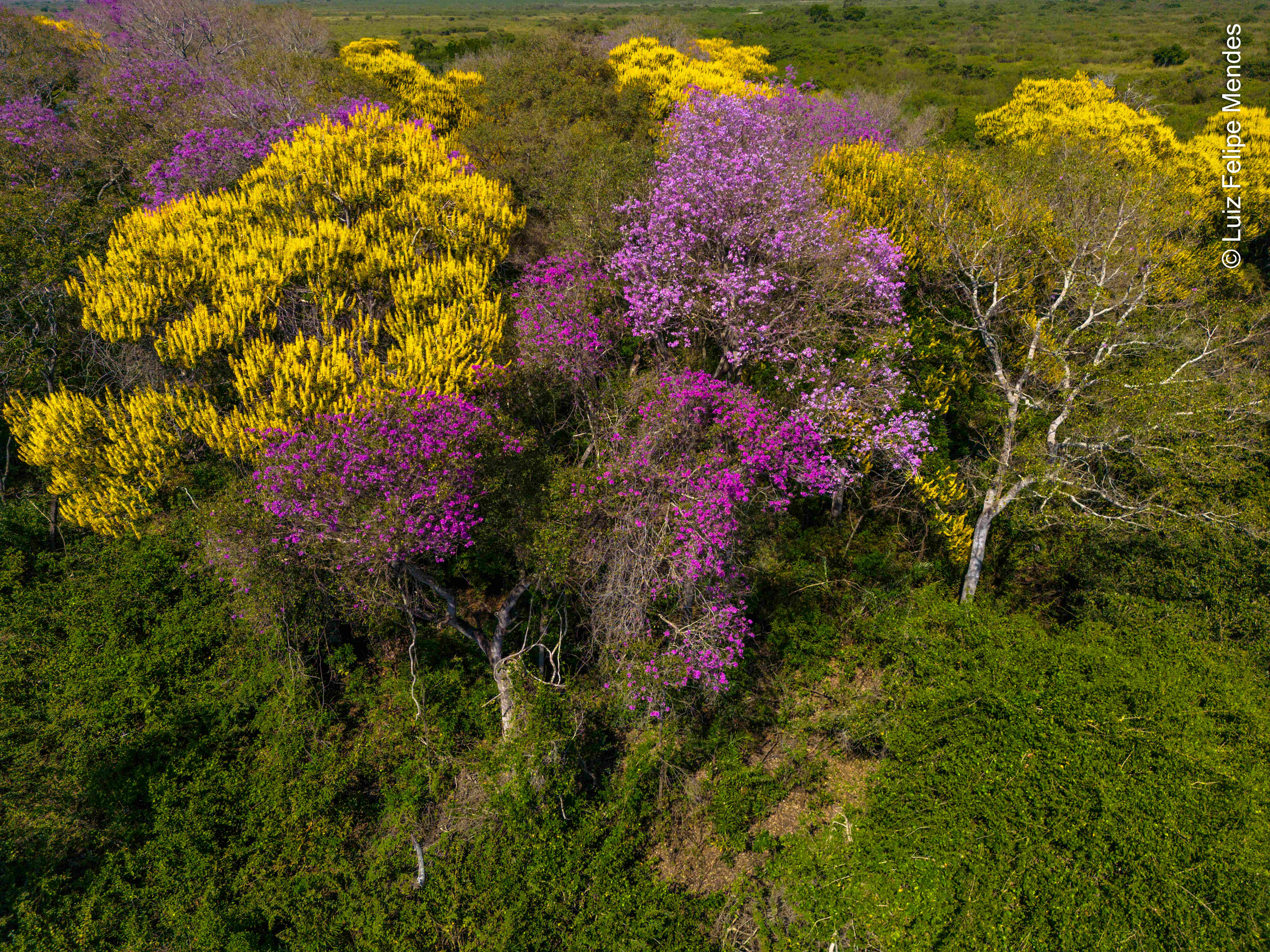 Biodiversidade do Cerrado em floração