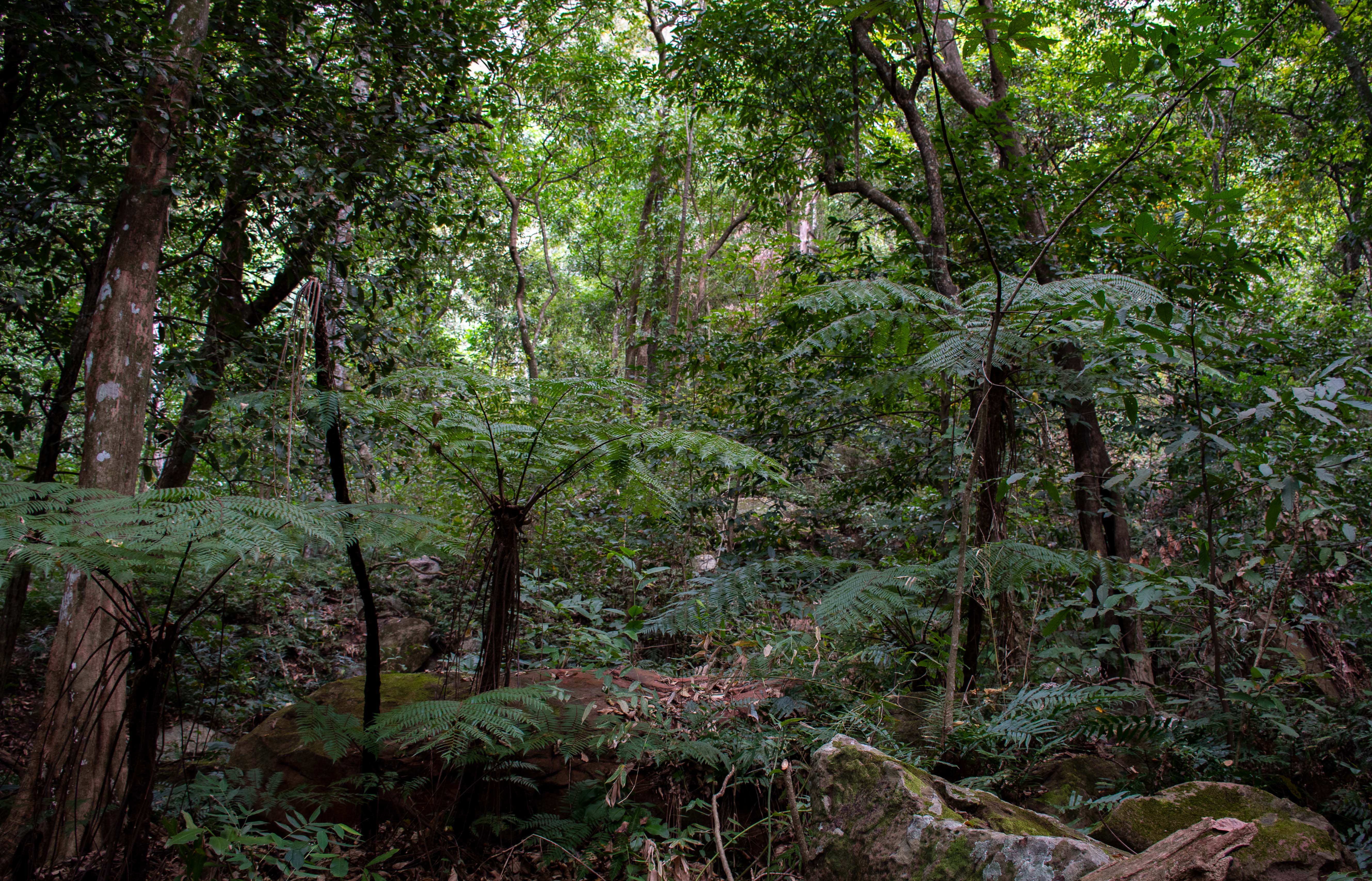 Biocosmética com frutos nativos